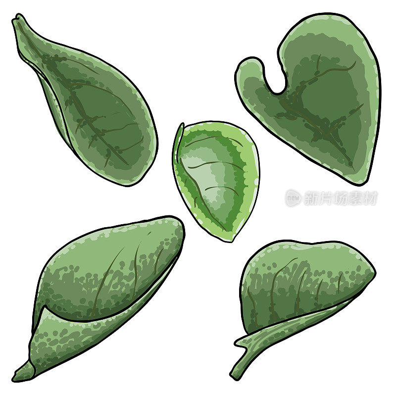 一套切尔西蜡植物绿叶。Hoya Carnosa Krinkle树叶收集。多汁的郁郁葱葱。向量。